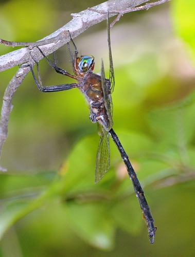 Male
2008_09_25_Floyd
